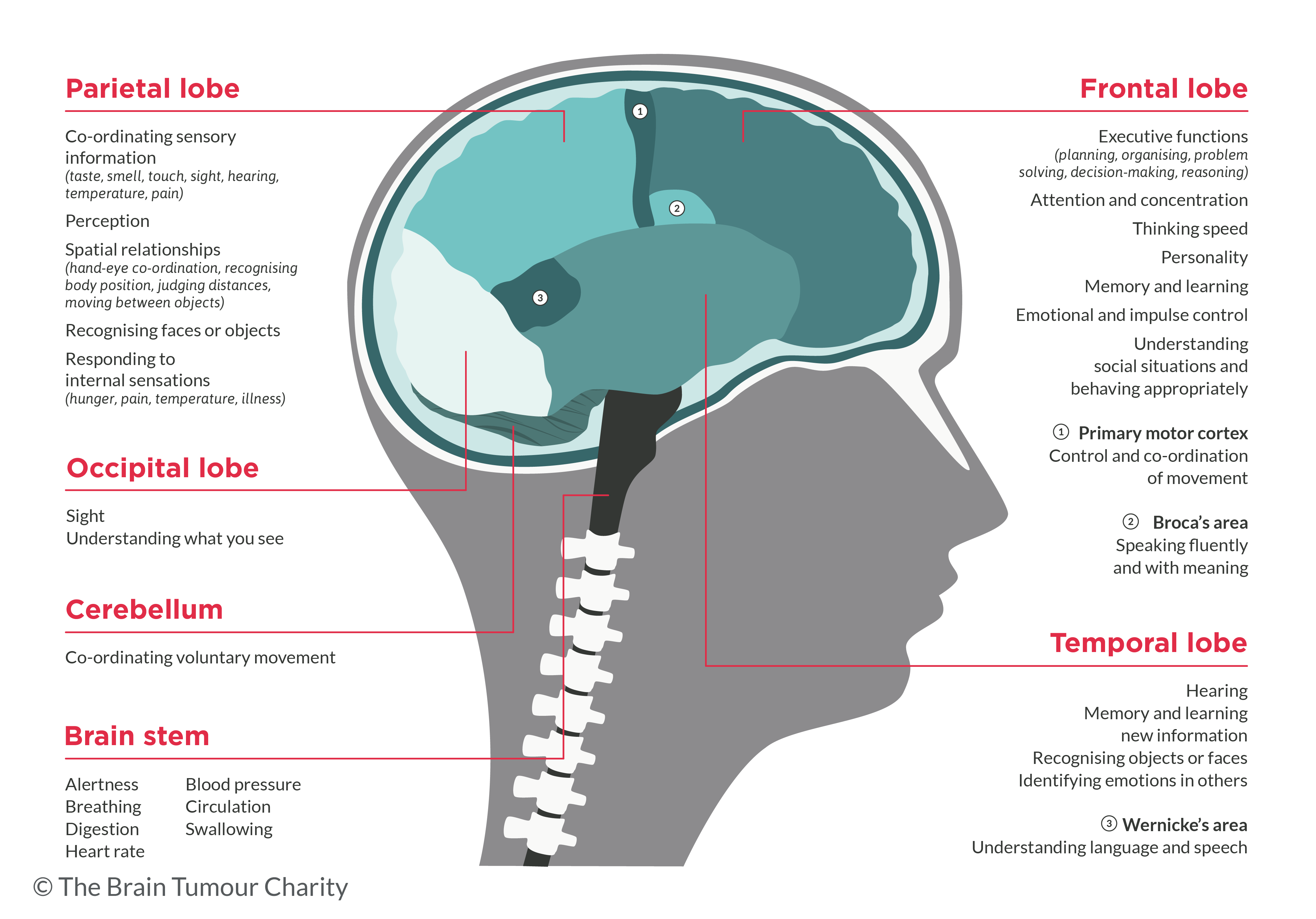 How does the frontal lobe help with studying? How does the frontal lobe help with studying?
